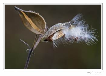 milkweed pod 2 copy.jpg